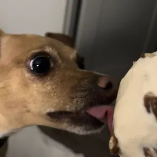 My pup and I both loved the butter pecan!