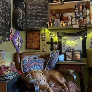 House dog just releasing