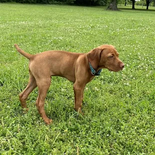 Treed wonderland in the city!!