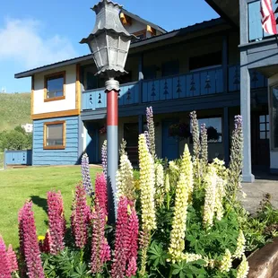 Lupine on the front steps