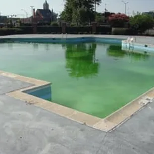 Even the local critter know to stay away from the green pool water.