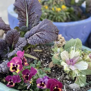 2/19/2022 potager garden