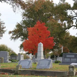 Cedar Grove in the Fall