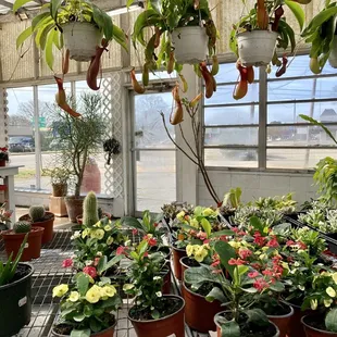 Pretty big pitcher plants!