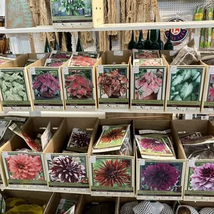 Various bulbs including varieties of Elephant Ear