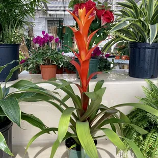 Pretty, so pretty Bromeliad. I want to say $14.99 but don't know for certain. Big too!