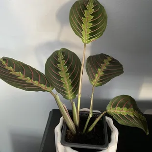 $1.75 for this beautiful Calathea