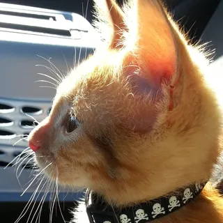 Kat B.