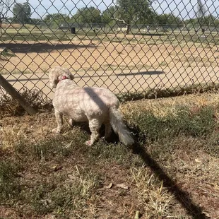 Teddy is watching the big dogs play from the small dog area
