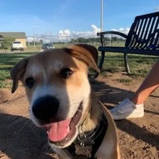 Scrappy's first dog park visit.