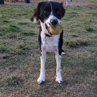 Bailey's the one greeting the dogs at the gate when they first come in.