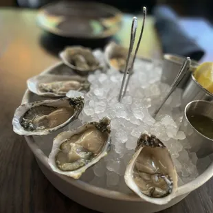 Oysters