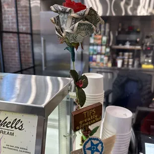 a rose on display