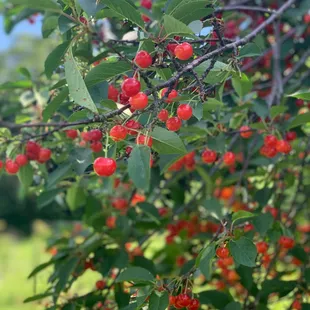 a cluster of cherries on a tree