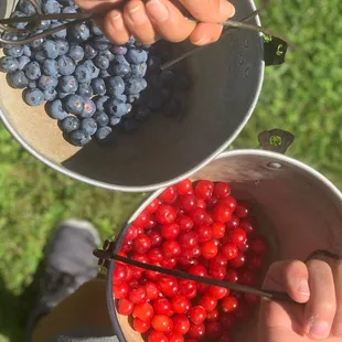 two buckets of cherries and cherries