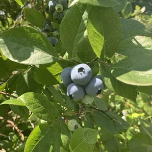 a cluster of blueberries on a tree