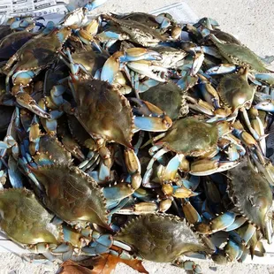 Real Maryland Crabs!!