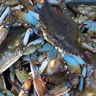 Maryland Blue Crabs right off our boat.
