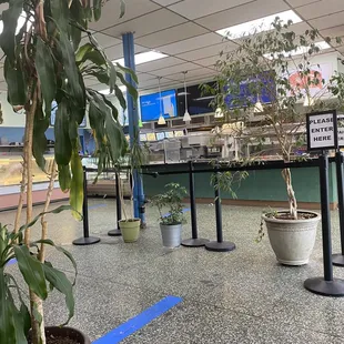 a plant in a planter