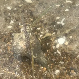 Living the best shell life ever