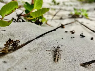 Mustang Island State Park