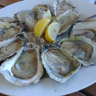 Oysters