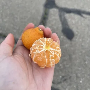 Kishu mandarins from Blossom Bluff