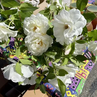 "And the white rose breathes of love..." © John Boyle O'Reilly