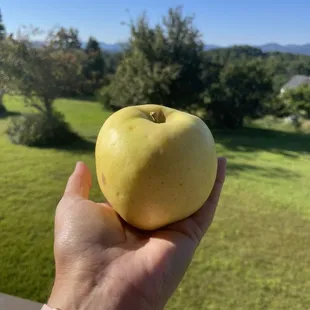 North Carolina Apple Festival