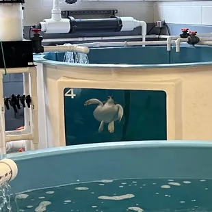 Baby sea turtle in tank