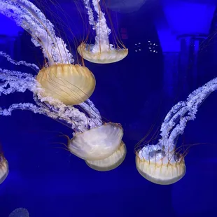 More jellyfish