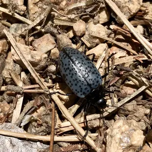 Beetle - 7 Bridges trail