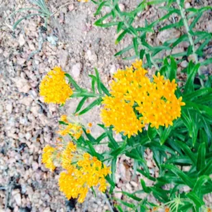 Flora along Columbine trail