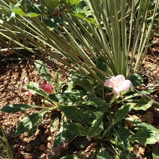 Flora-Columbine Trail