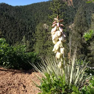 Yucca-Columbine Trail