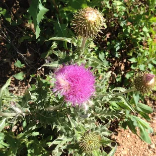 Thistle-Columbine Trail