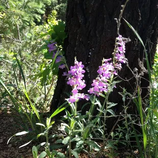 Flora-Columbine Trail