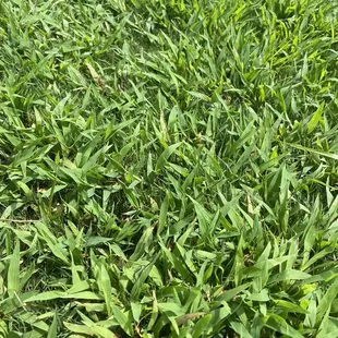 Fairway weeds ankle deep!