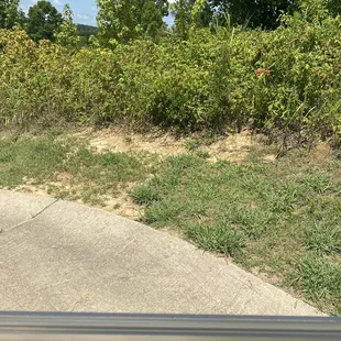 Look at the weed growth