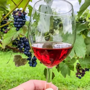 Drinking with the grapes