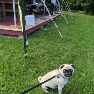 Our pup outside of the tent!