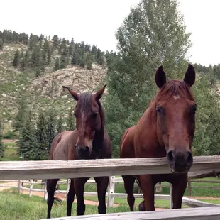 Horses that wanna be your friends