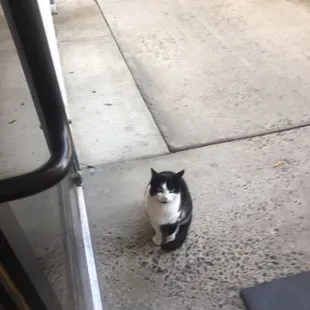 North Kern Cat is well taken care of