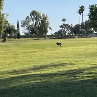 Coyote in the early morning.