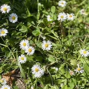 Pretty little white daisies in the grass!