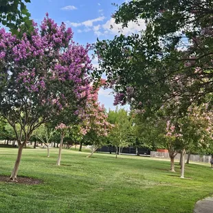By the tennis court! So colorful.