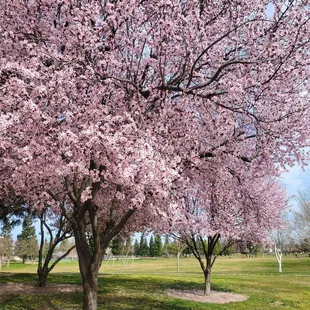 California Winter/Spring