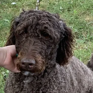 a person petting a dog