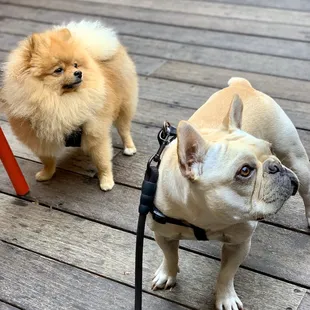 Patio is floof friendly