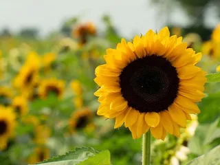 Lynd Fruit Farm